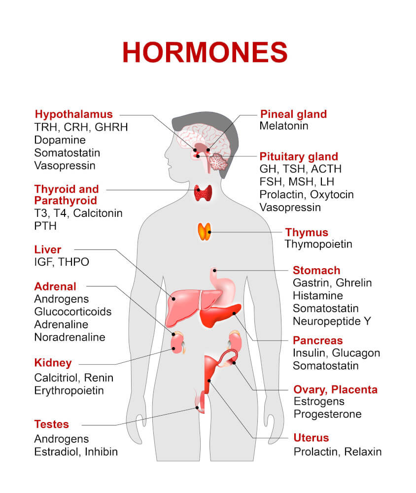 Infografik: Hormone im Körper