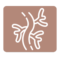 Icon Gefäßerkrankungen