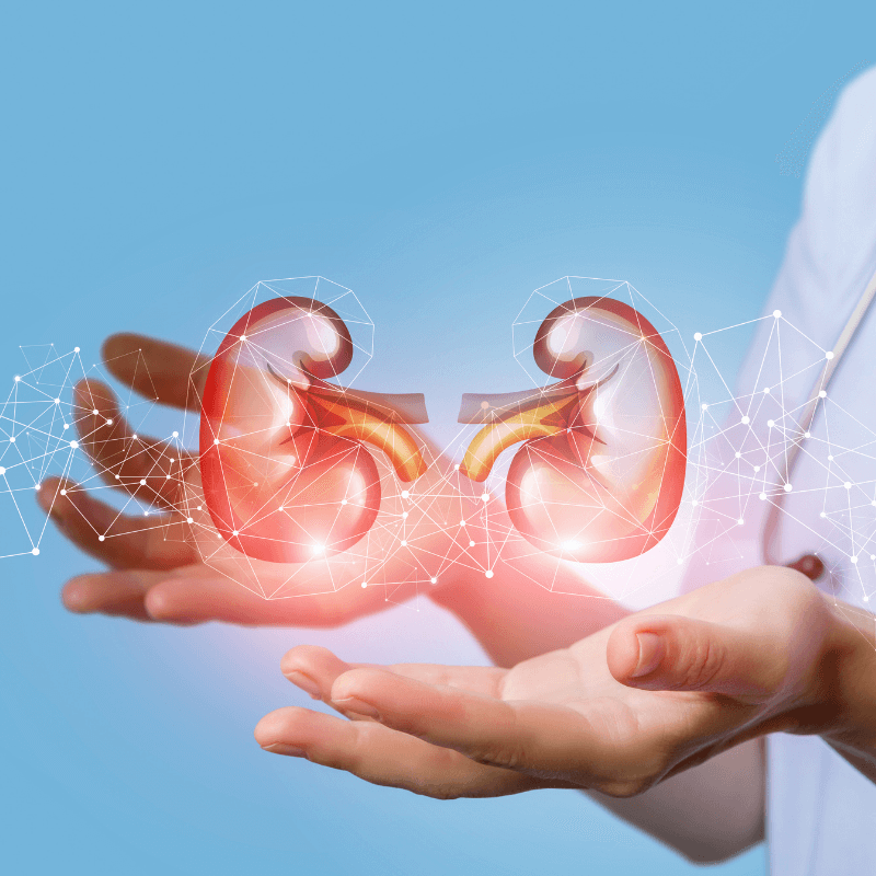 Schematische Darstellung von Nieren.